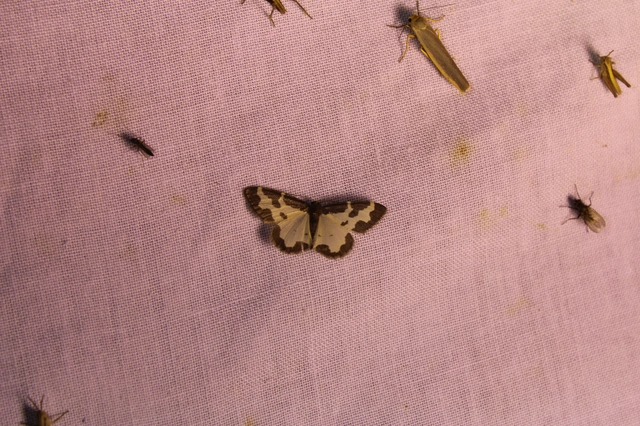 Lomaspilis marginata - szegélyes nyárfaaraszoló
