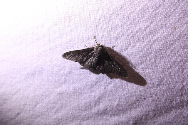 Biston betularia - szürkepettyes araszoló