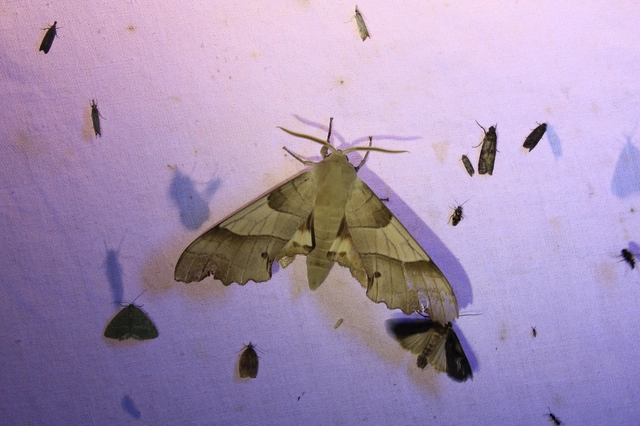 tölgyfaszender - Marumba quercus