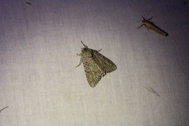 Acronicta aceris - vadgesztenye-szigonyosbagoly