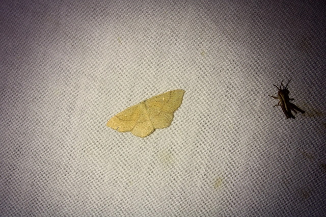 Cyclophora ruficiliaria - vörösrojtú pettyesaraszoló
