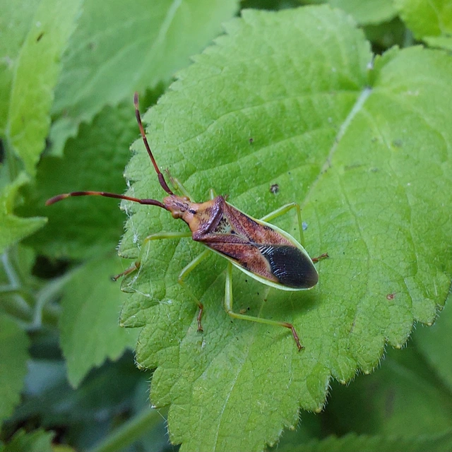 Gonocerus juniperi - boróka-karimáspoloska