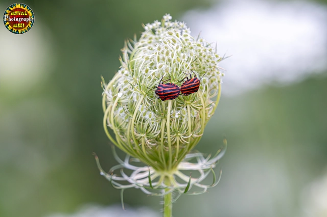 Graphosoma italicum - csíkos pajzsospoloska