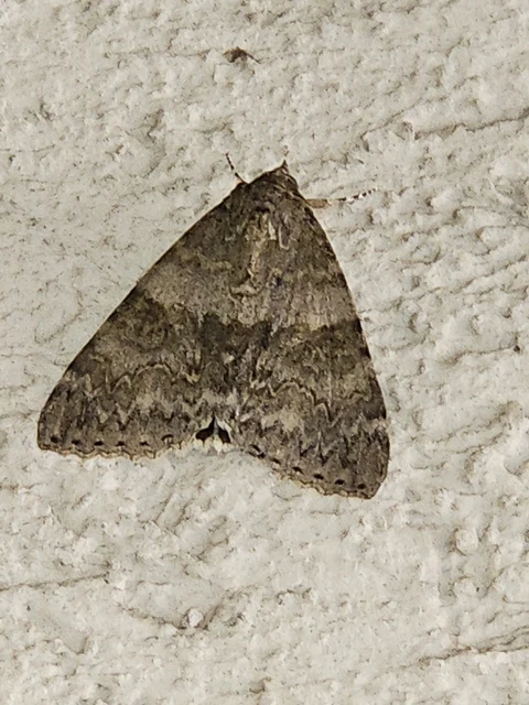 Catocala nupta - piros övesbagoly