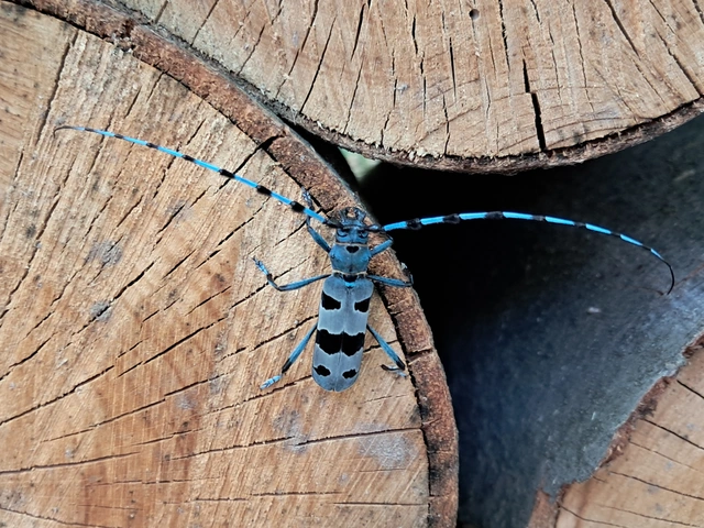 Rosalia alpina - havasi cincér