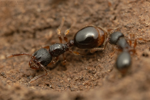 Myrmecina graminicola - ráncoshangya