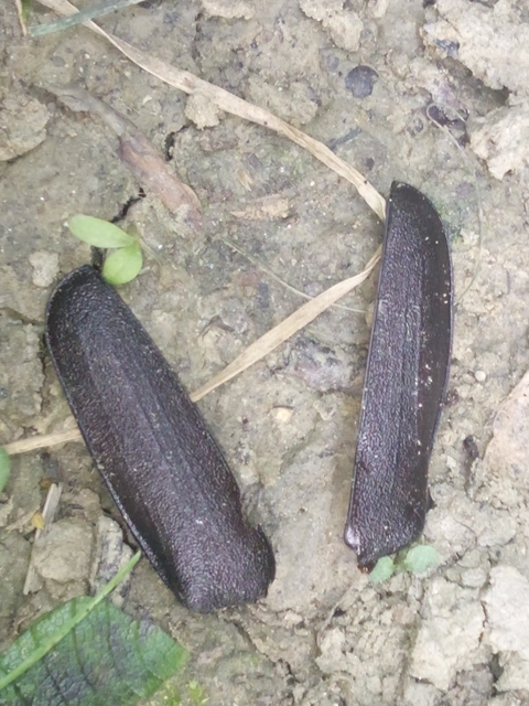 Prionus coriarius - csőszcincér