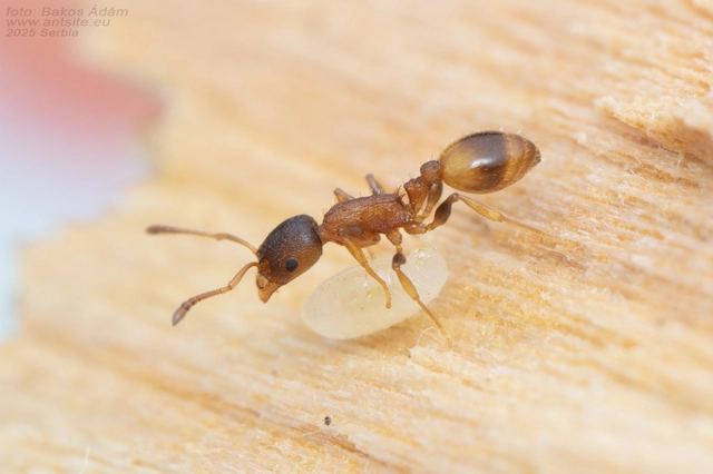 Temnothorax affinis - erdei kéreghangya