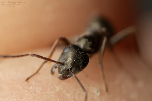 Formica fusca - kormos rabszolgahangya