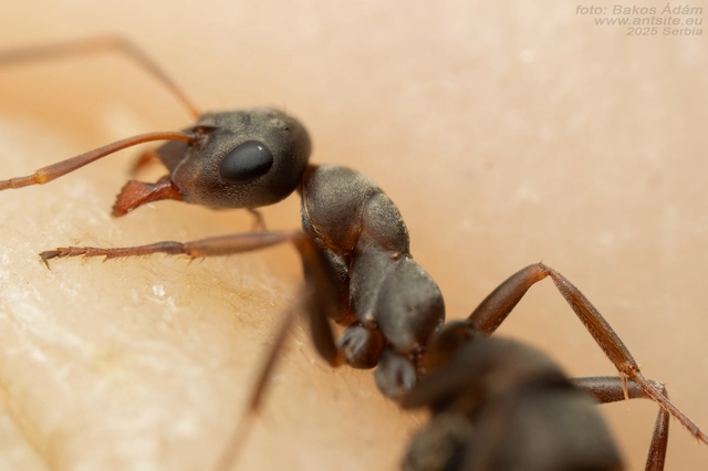 Formica cunicularia - gyakori rabszolgahangya