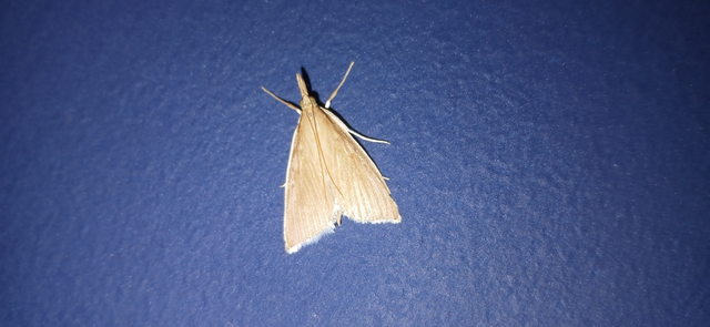 Sclerocona acutellus - hegyesszárnyú tűzmoly