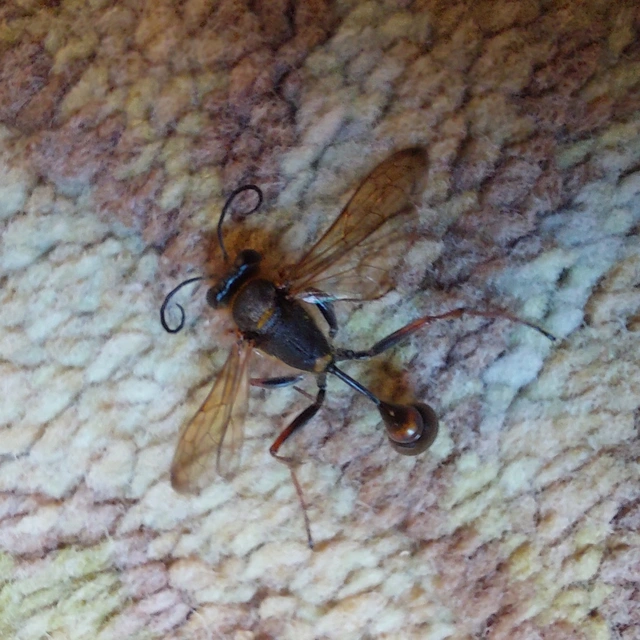 Sceliphron curvatum - barnalábú lopódarázs