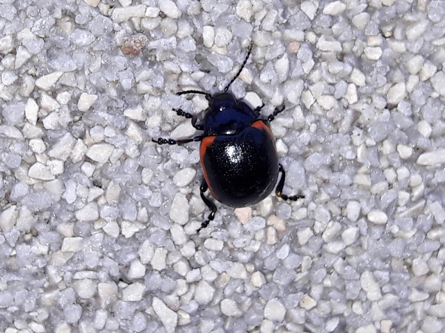 Chrysolina rossia - trapézhátú szegélyeslevelész