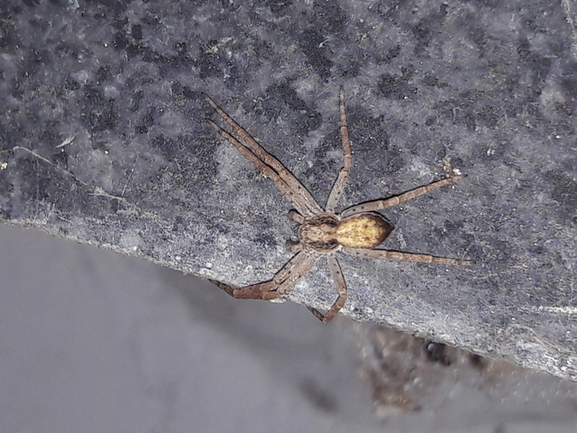 Philodromus