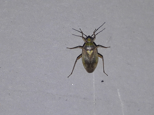 Lygus rugulipennis - molyhos mezeipoloska