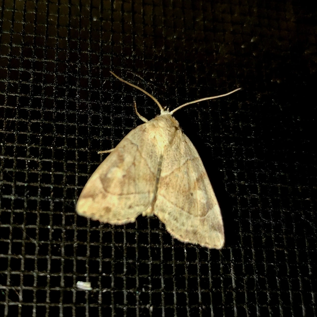 Cosmia trapezina - közönséges lombbagoly