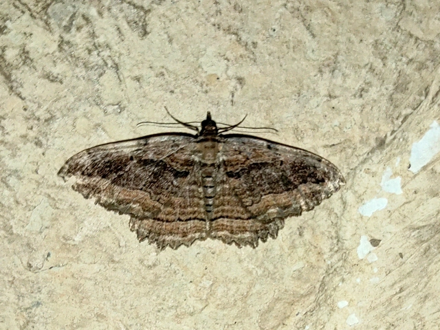 varjútövis-araszoló - Philereme transversata