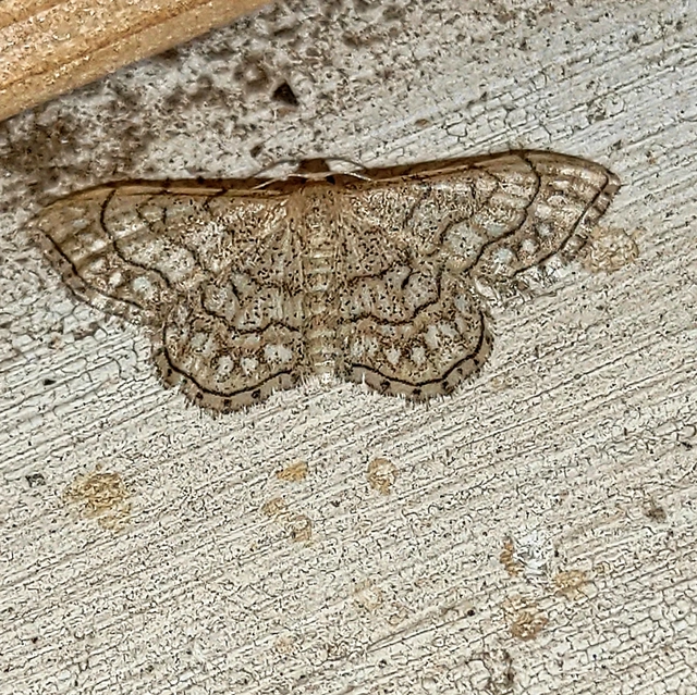 gyöngyös apróaraszoló - Idaea moniliata