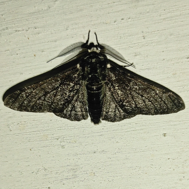 Biston betularia - szürkepettyes araszoló