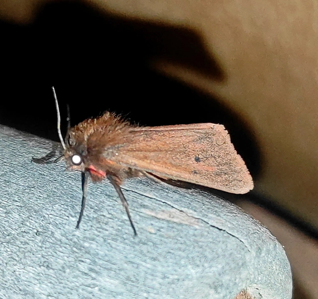 Phragmatobia fuliginosa - füstös medvelepke