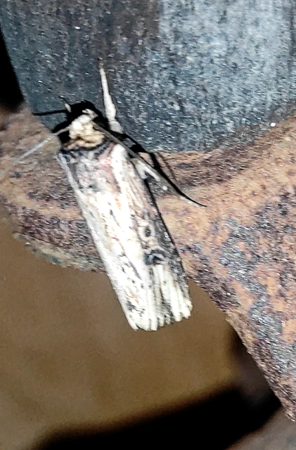 Axylia putris - vonalkás földibagoly