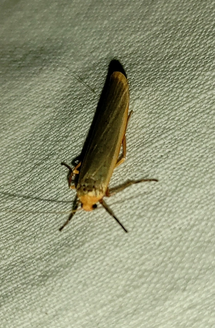 Eilema complana - közönséges zuzmószövő