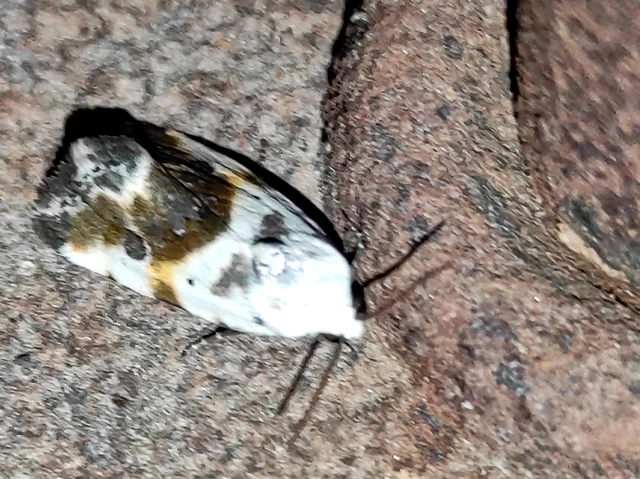 Ponometia candefacta - parlagfűbagoly