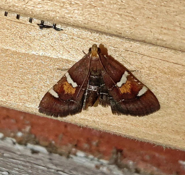 Pyralis regalis - pompás fényilonca
