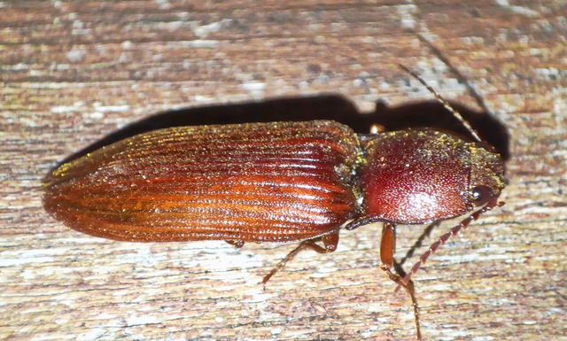 Stenagostus rufus - nagy pattanó