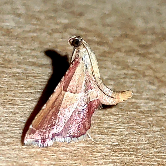 Endotricha flammealis - tüzesszárnyú fényilonca