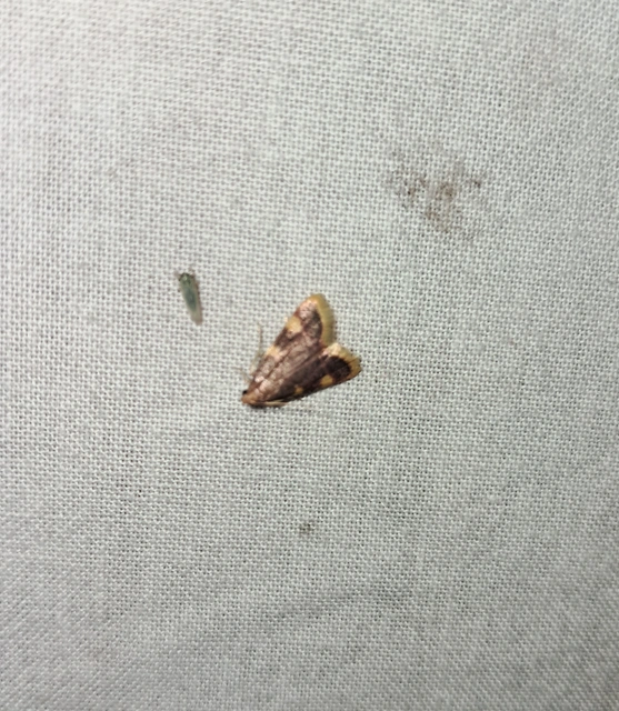 Hypsopygia costalis - szénailonca