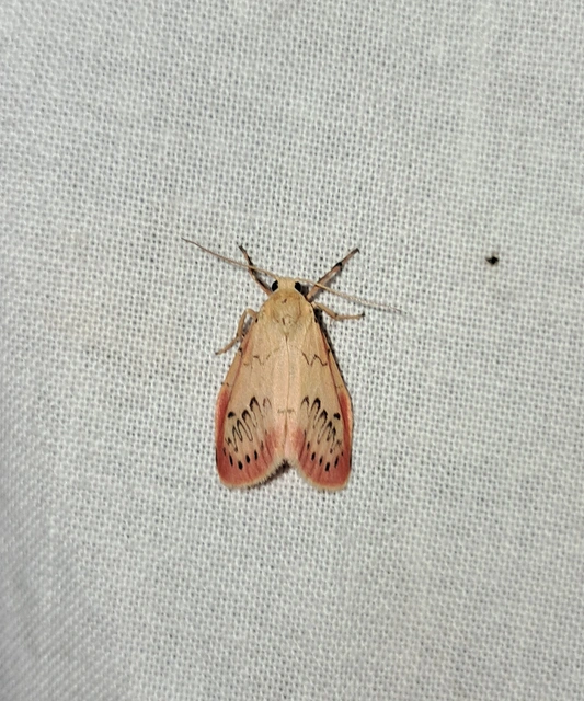 Miltochrista miniata - piros medvelepke