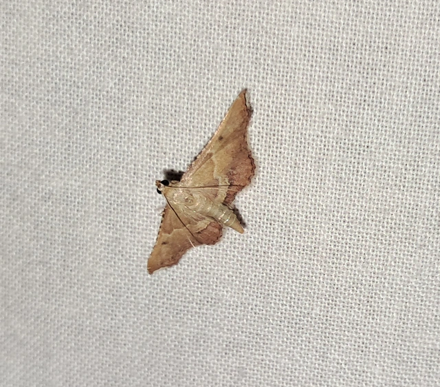 Endotricha flammealis - tüzesszárnyú fényilonca