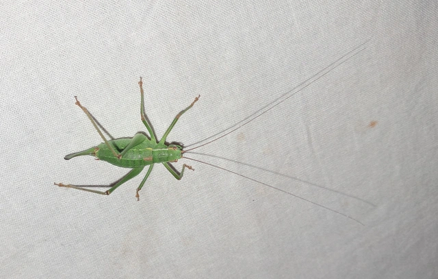 Barbitistes constrictus - északi málnaszöcske