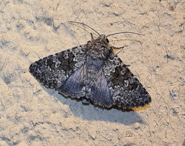 Hecatera dysodea - parajbagoly
