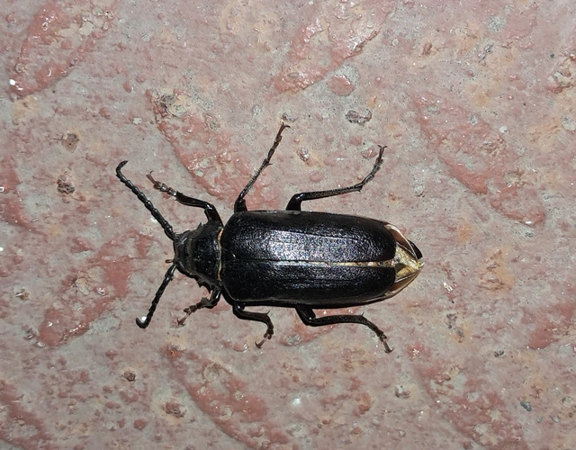 Prionus coriarius - csőszcincér