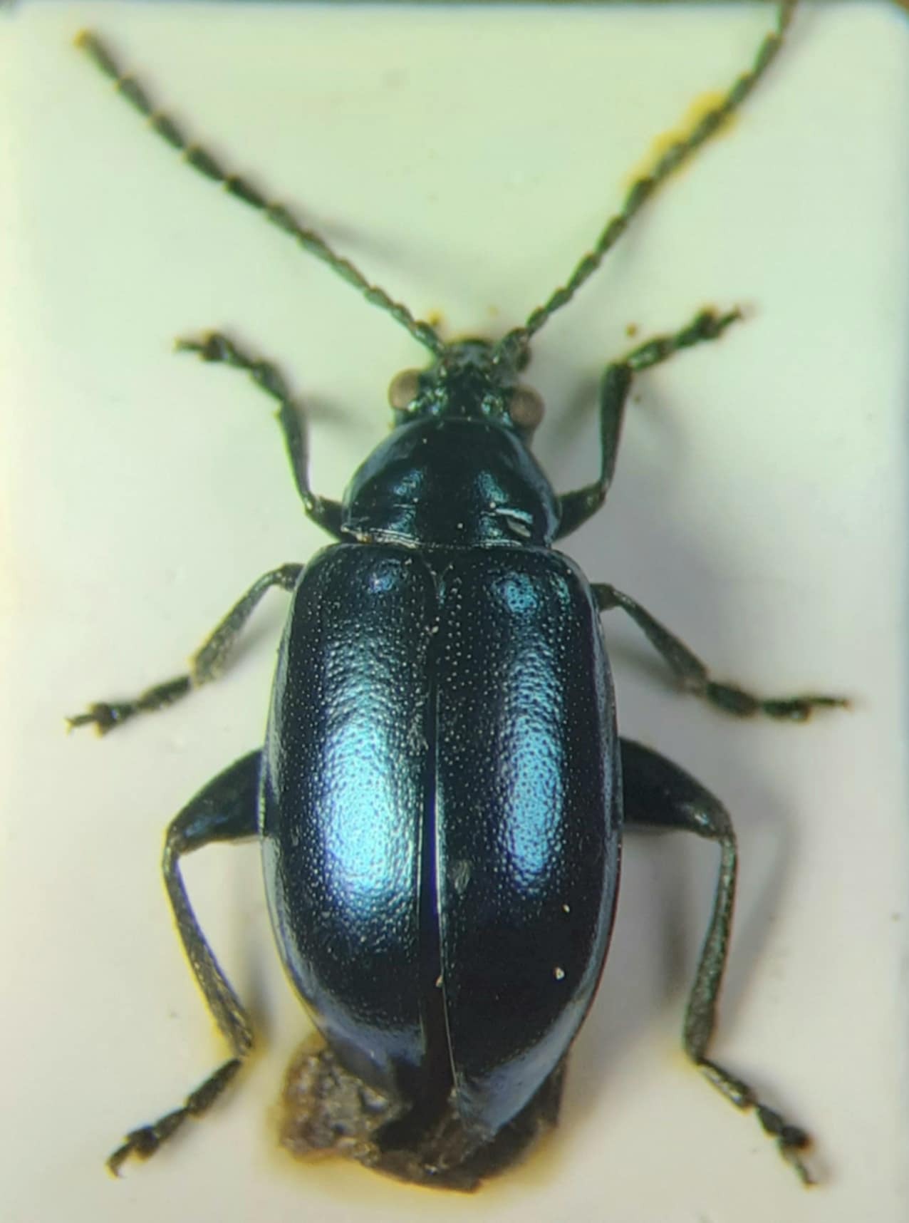 Altica palustris