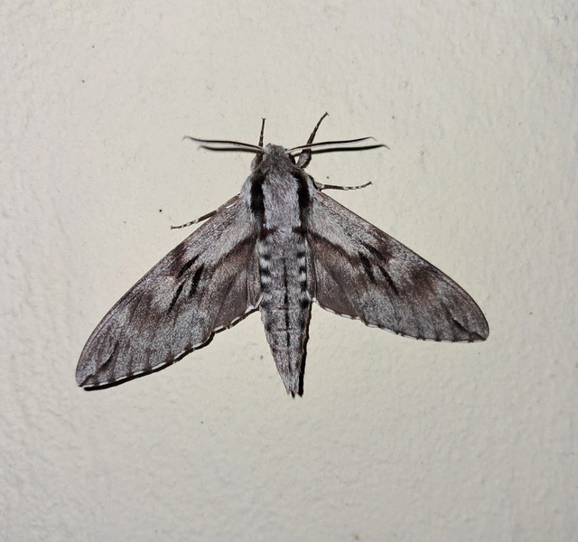 Hyloicus pinastri - fenyőszender