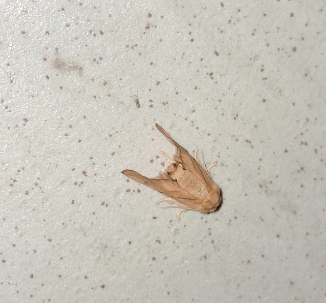 Apoda limacodes - kagylólepke