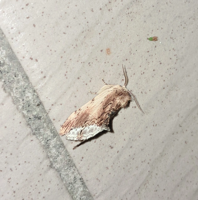Ptilodon cucullina - csuklyás púposszövő