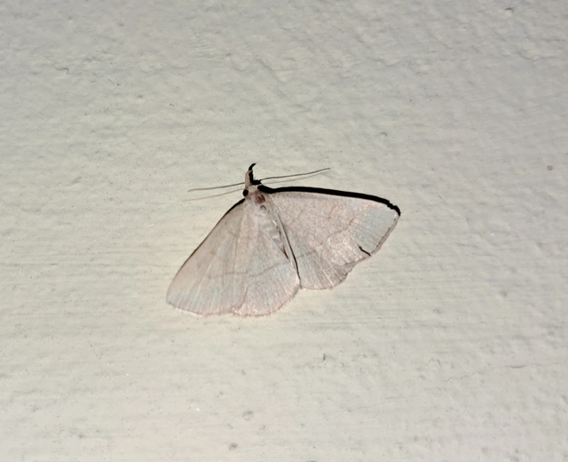 Paracolax tristalis - sárgás karcsúbagoly