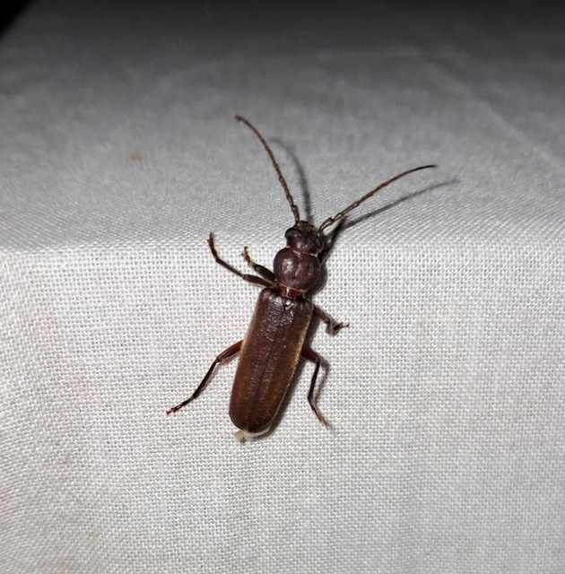 Arhopalus rusticus - gödrösnyakú cincér