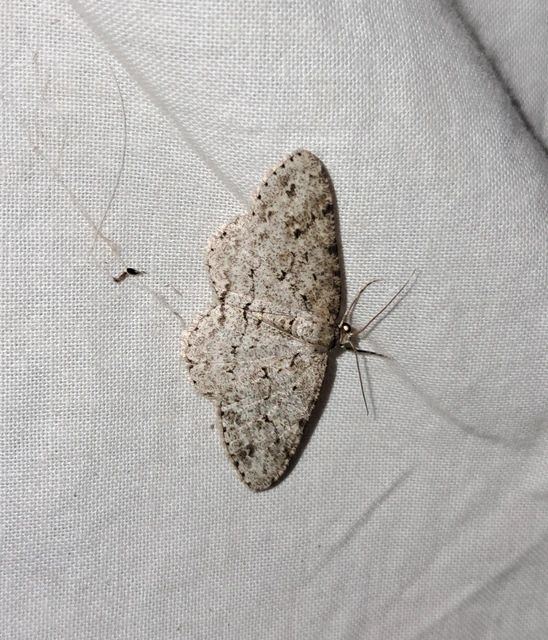 Ectropis crepuscularia - avararaszoló