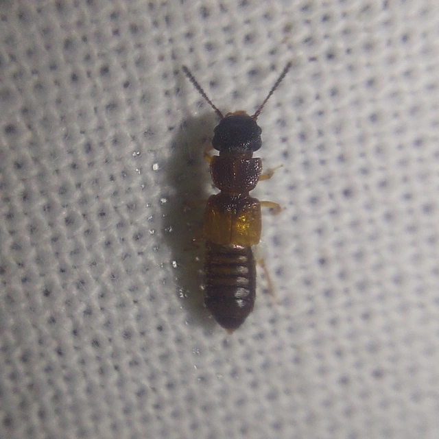 Anotylus rugosus - rovátkáshátú korhóholyva Anotylus rugosus - rovátkáshátú korhóholyva