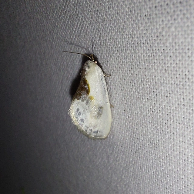 Cilix glaucata - törpe sarlósszövő