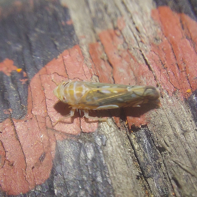 Scaphoideus titanus