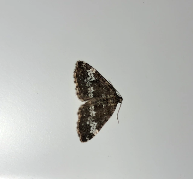 Perizoma alchemillata - árvacsalán-araszoló