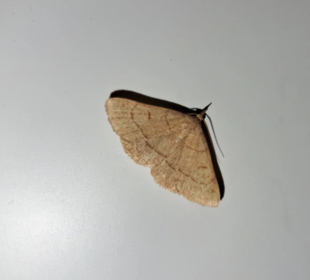 Paracolax tristalis - sárgás karcsúbagoly