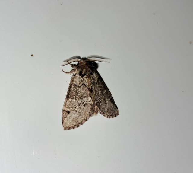 Drymonia obliterata - feketefoltos púposszövő