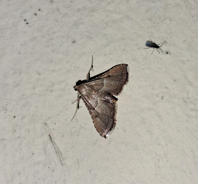 Endotricha flammealis - tüzesszárnyú fényilonca